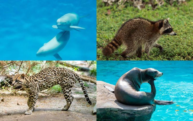 11 especies mexicanas de mamíferos acuáticos y terrestres 11 especies mexicanas de mamíferos acuáticos y terrestres