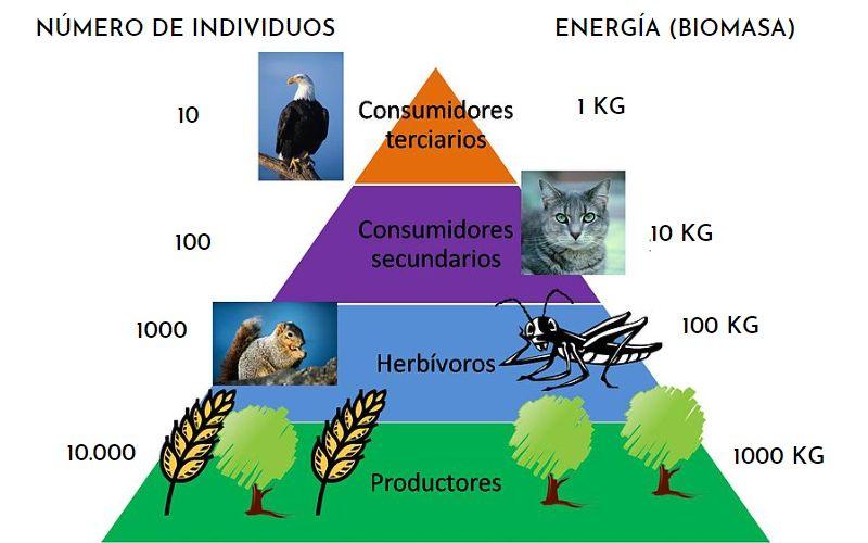 dentro autoridad Molestar Pirámide ecológica: qué es, niveles tróficos y tipos