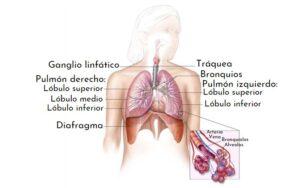 Segmentos pulmonares