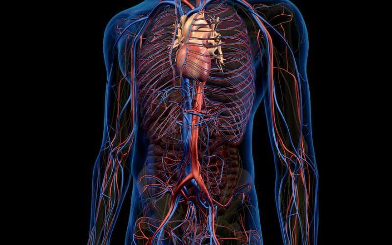 Sistema circulatorio abierto y cerrado: qué es, características