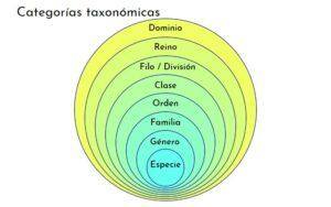 Niveles taxonómicos